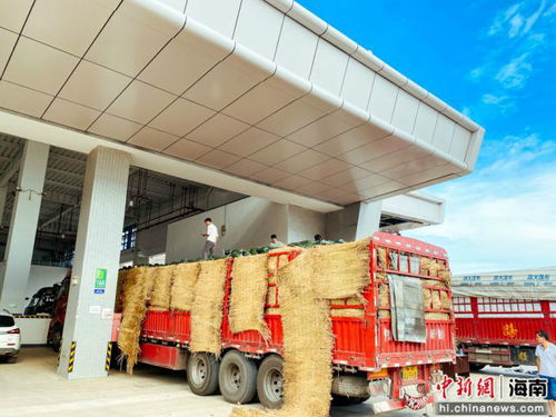 海口市菜籃子江楠農(nóng)產(chǎn)品批發(fā)市場開業(yè) 部分區(qū)域限期免租